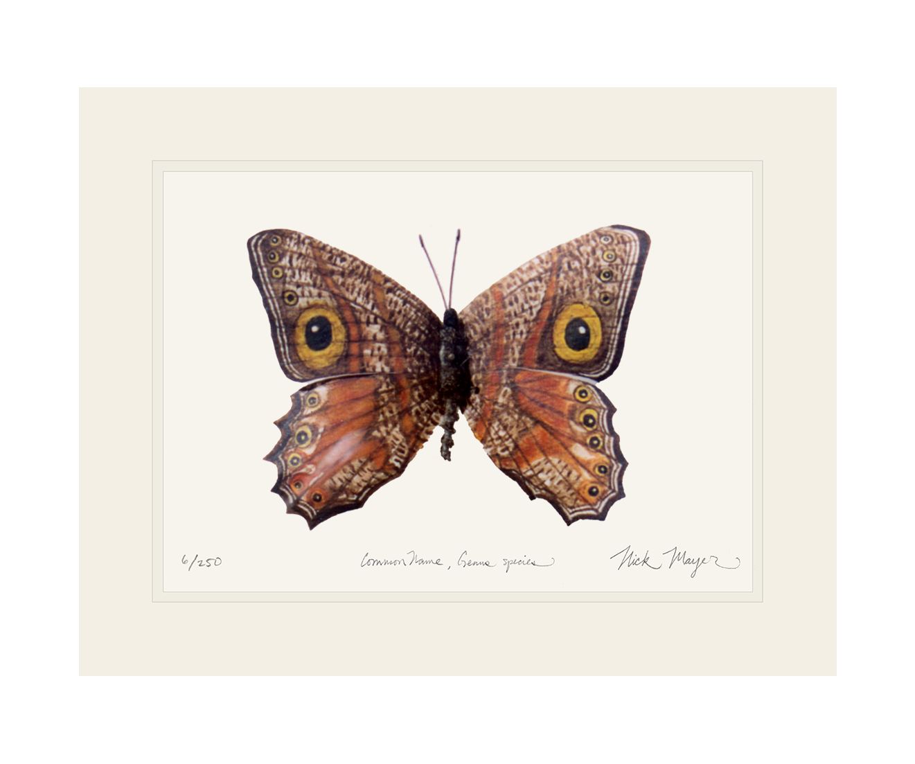 Owl Butterfly II Limited Edition Print