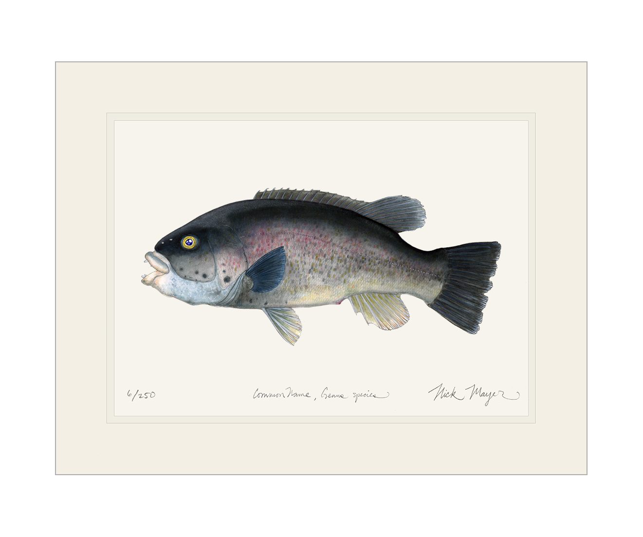 Tautog/ Blackfish Print