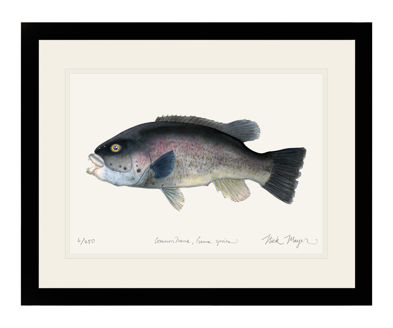 Tautog/ Blackfish Print