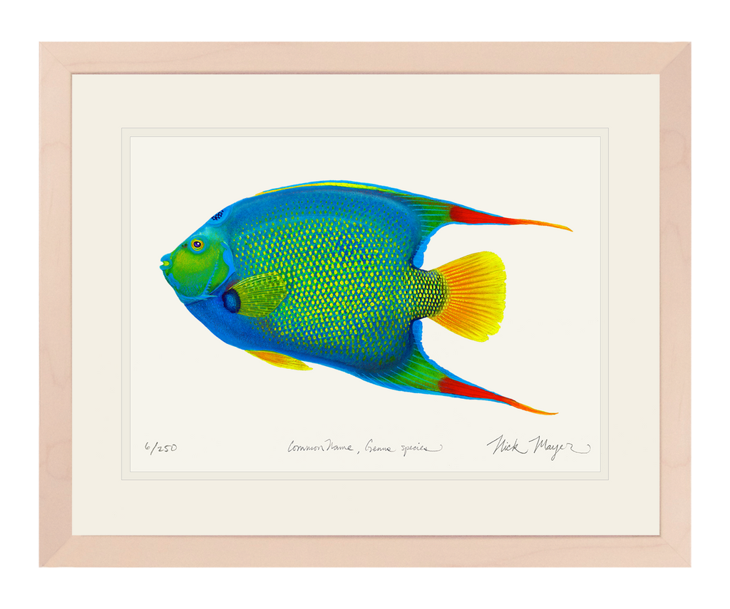 Vibrant Queen Angelfish Print