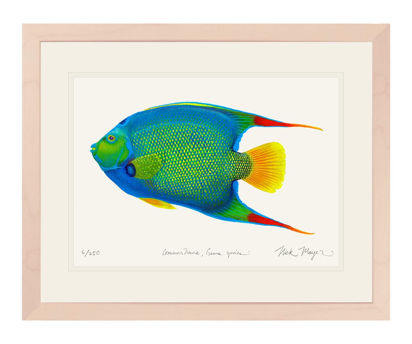 Queen Angelfish Original Watercolor Painting