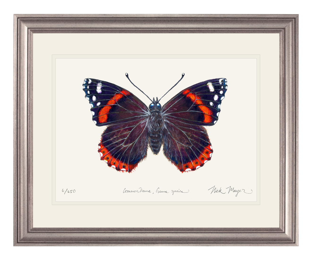 Red Admiral Butterfly Print
