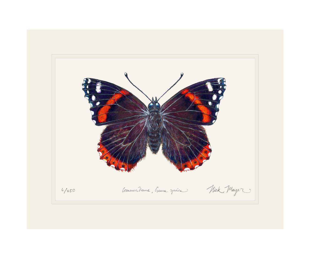 Red Admiral Butterfly Print