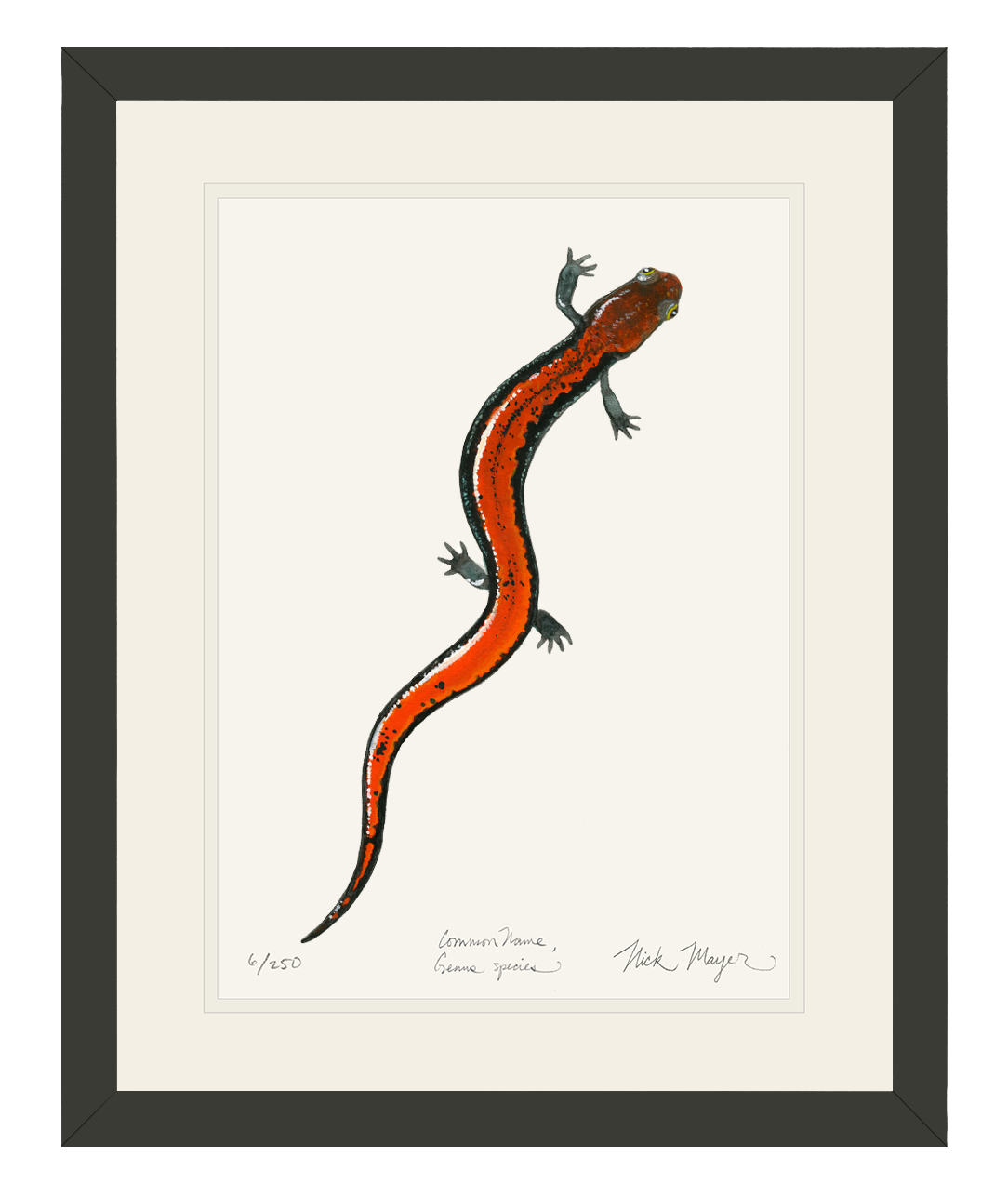 Red Backed Salamander Limited Edition Print