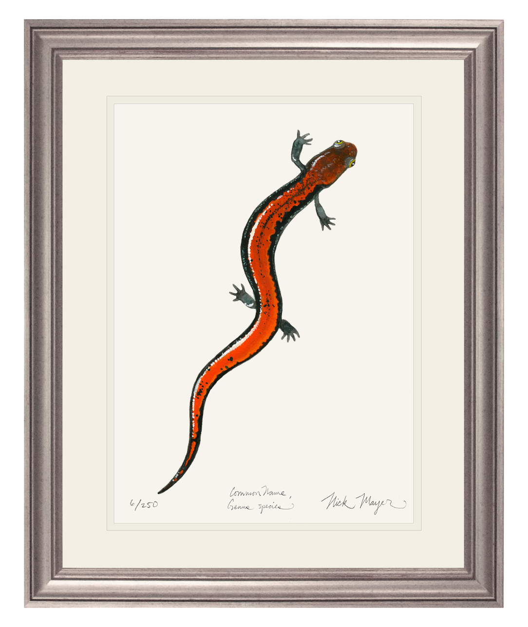 Red Backed Salamander Print
