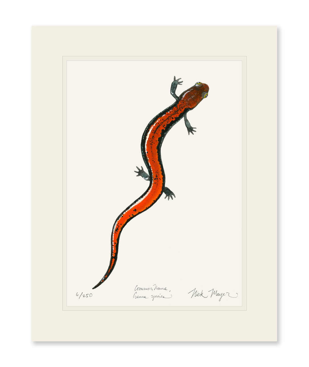 Red Backed Salamander Print
