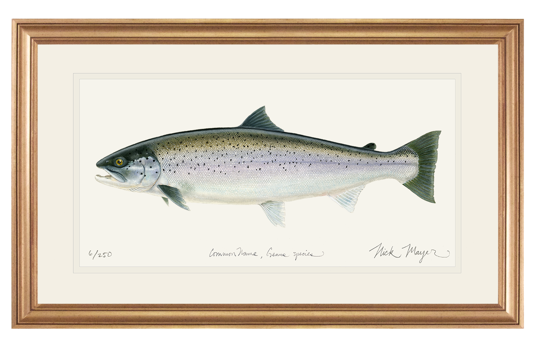 Sea Run Brown Trout Print