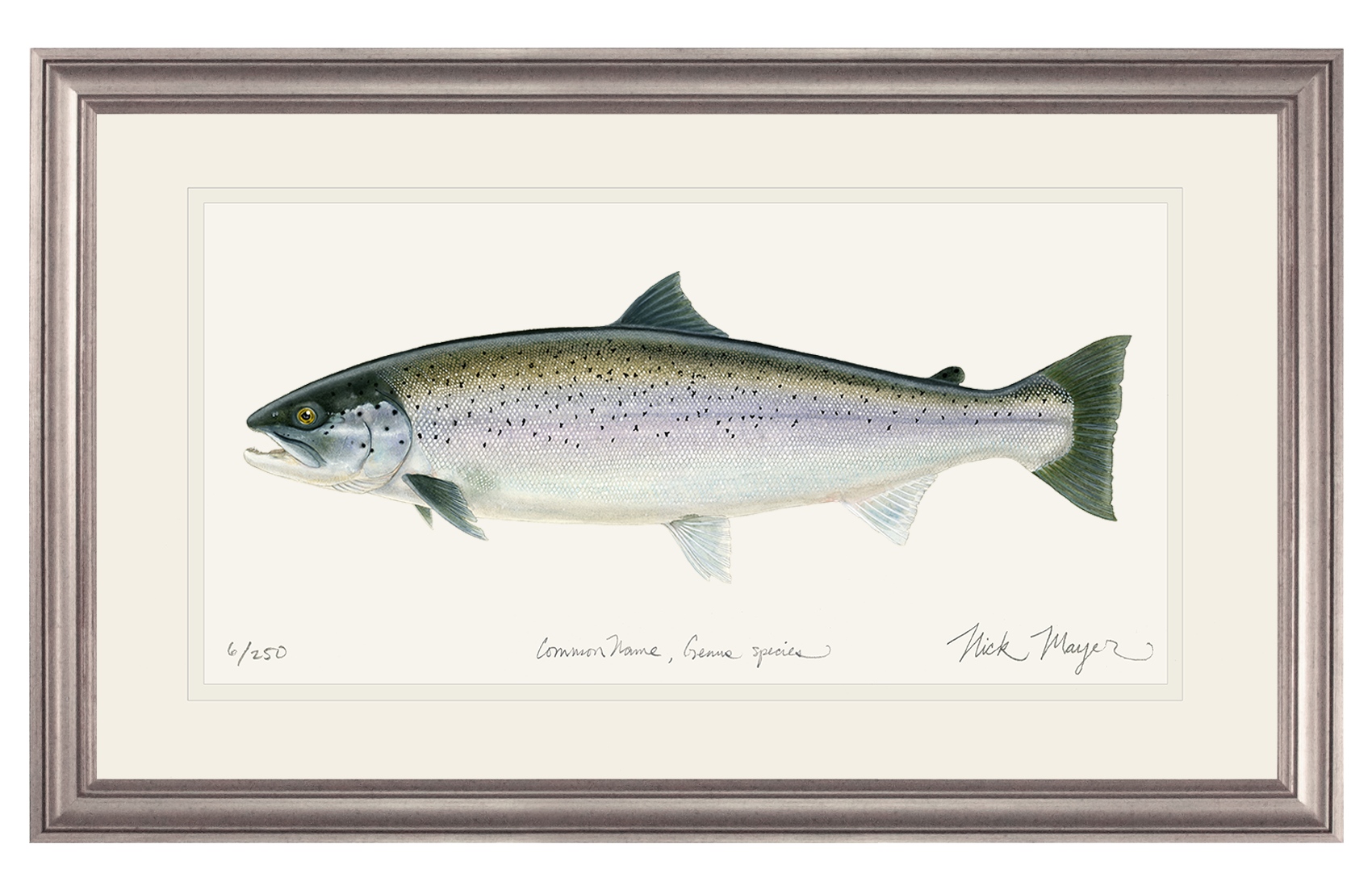 Sea Run Brown Trout Print
