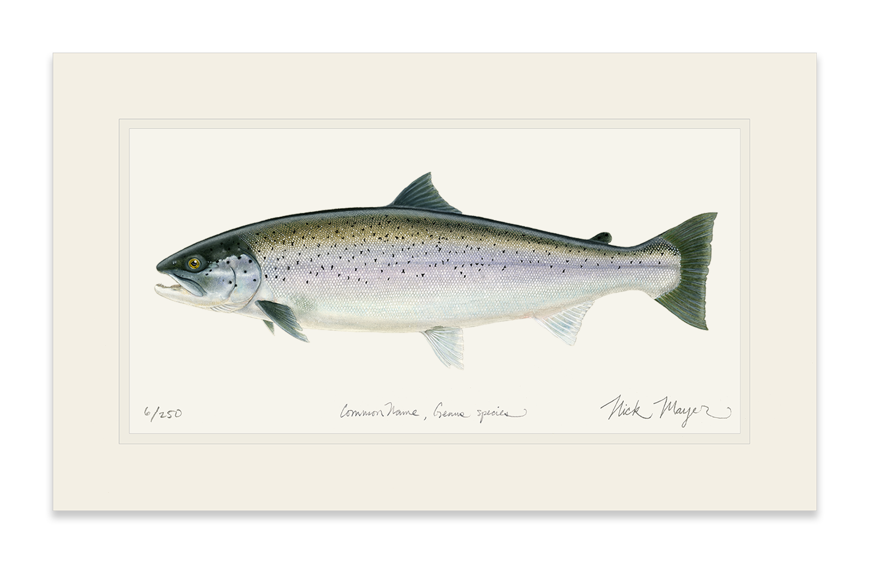 Sea Run Brown Trout Print