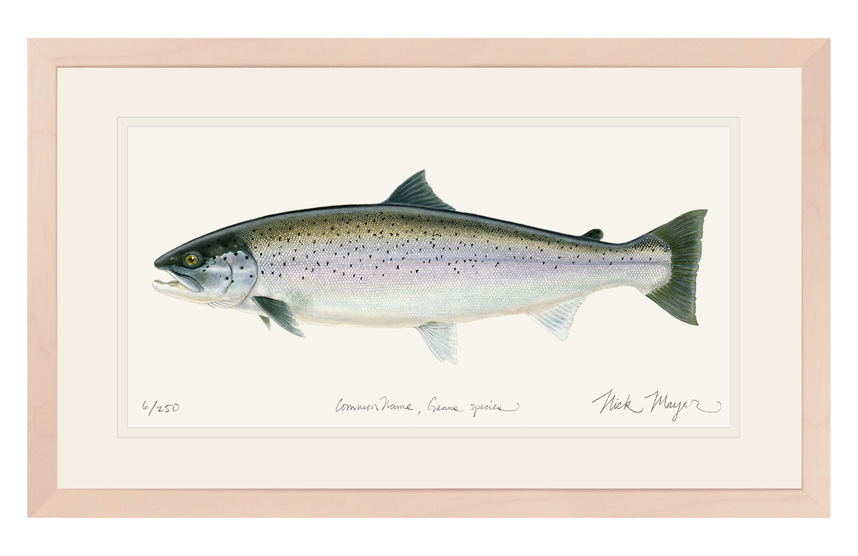 Sea Run Brown Trout Print