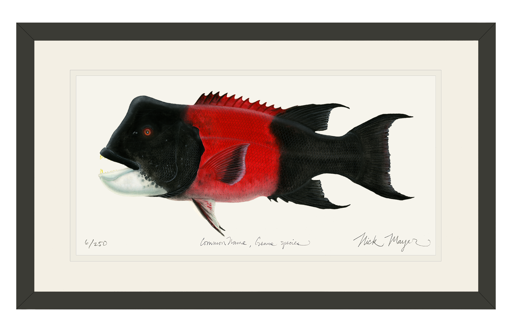 Bull CA Sheephead II Print