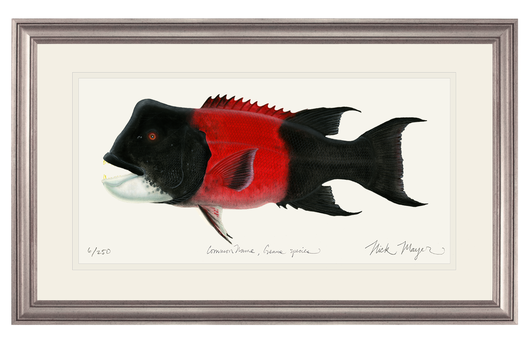 Bull CA Sheephead II Print