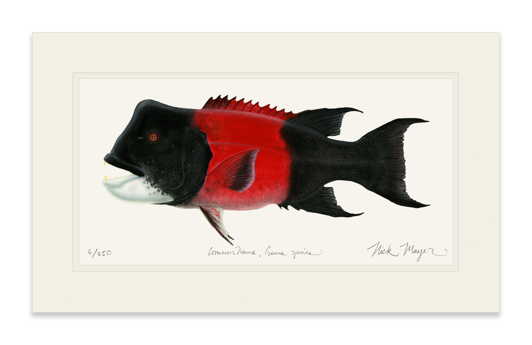 Bull CA Sheephead II Print