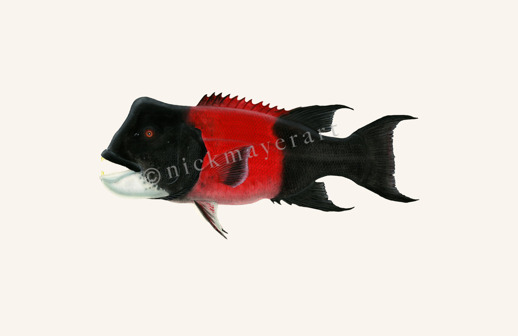 watermark