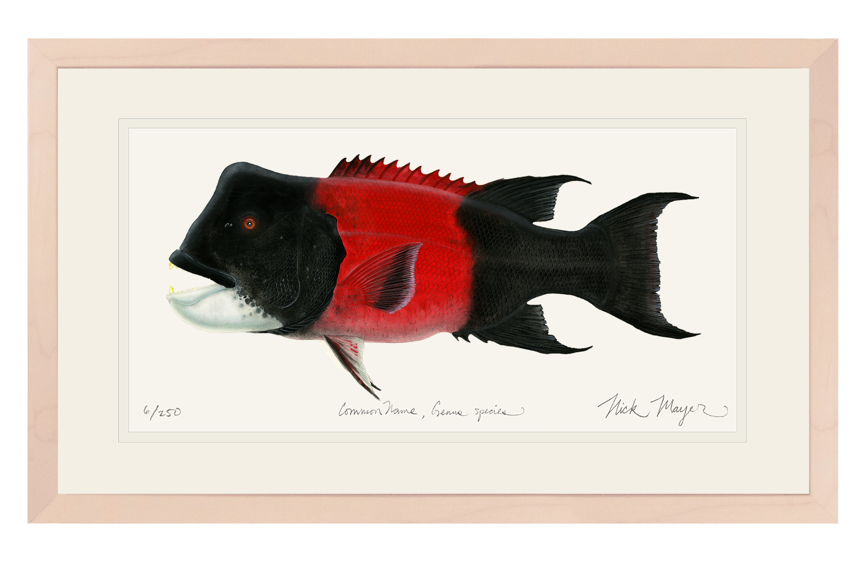 Bull CA Sheephead II Print