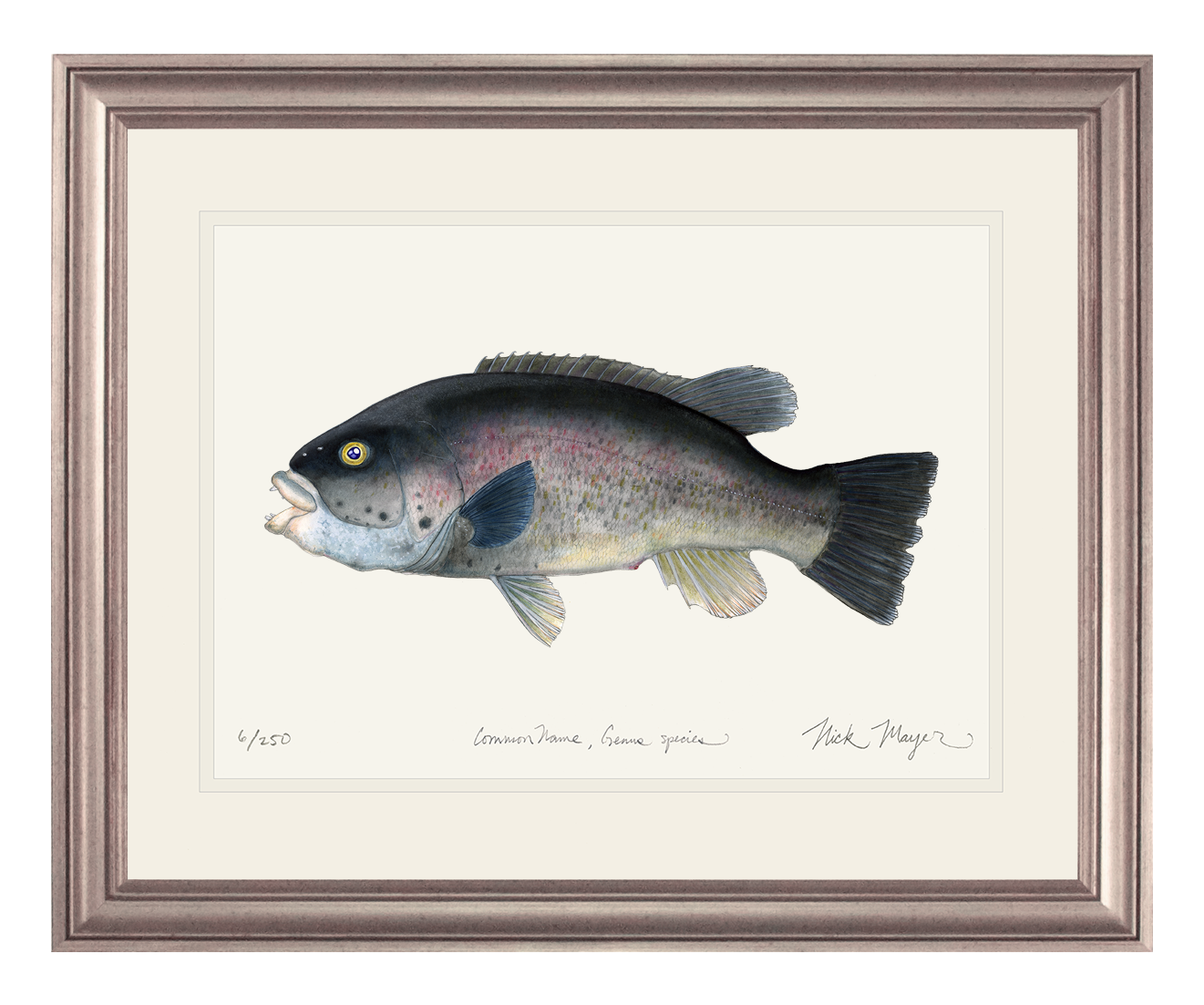 Tautog/ Blackfish Print
