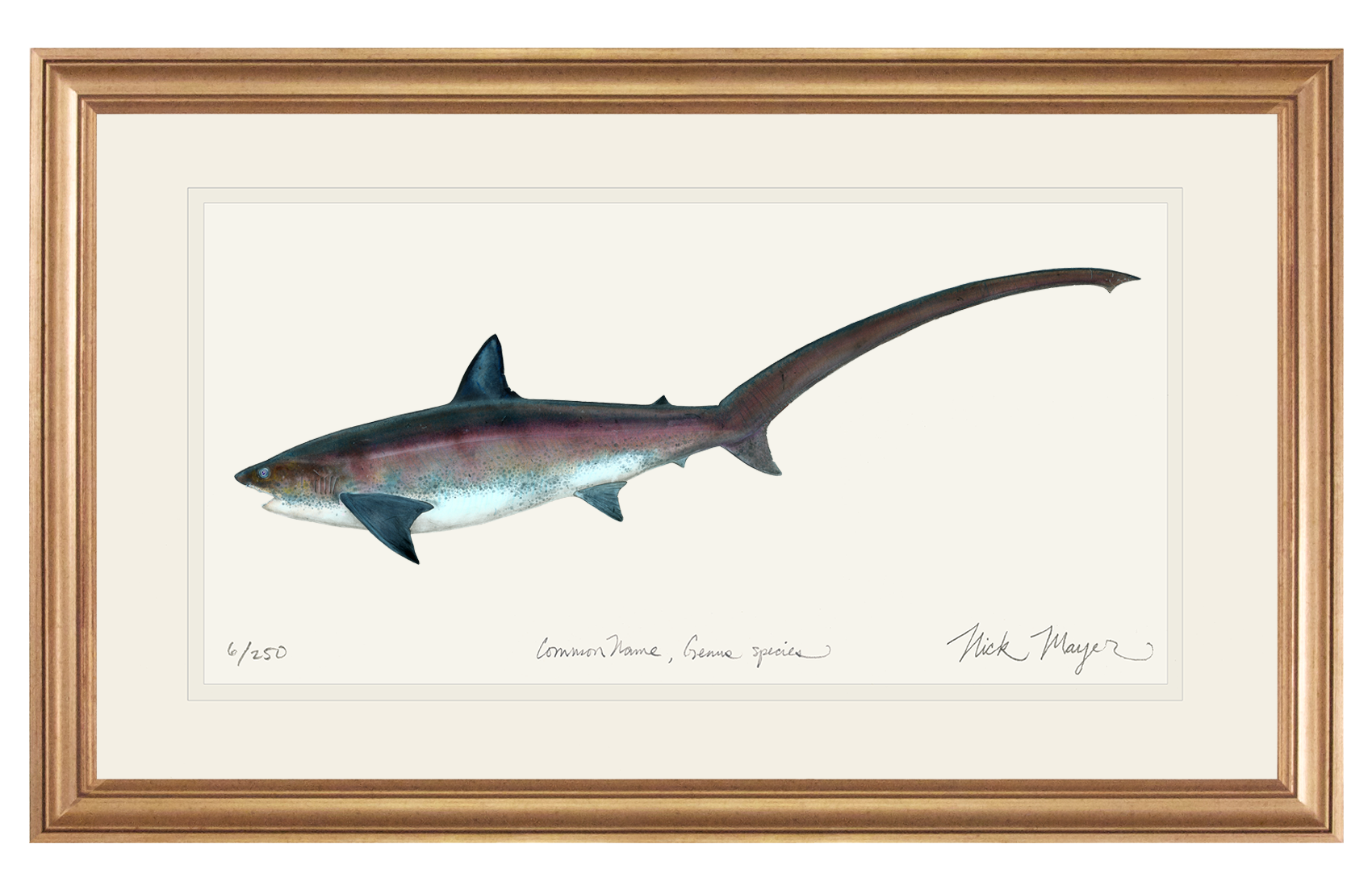 Thresher Shark Print