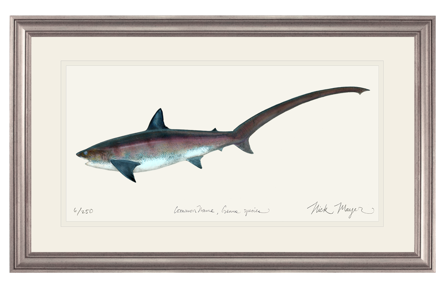 Thresher Shark Print