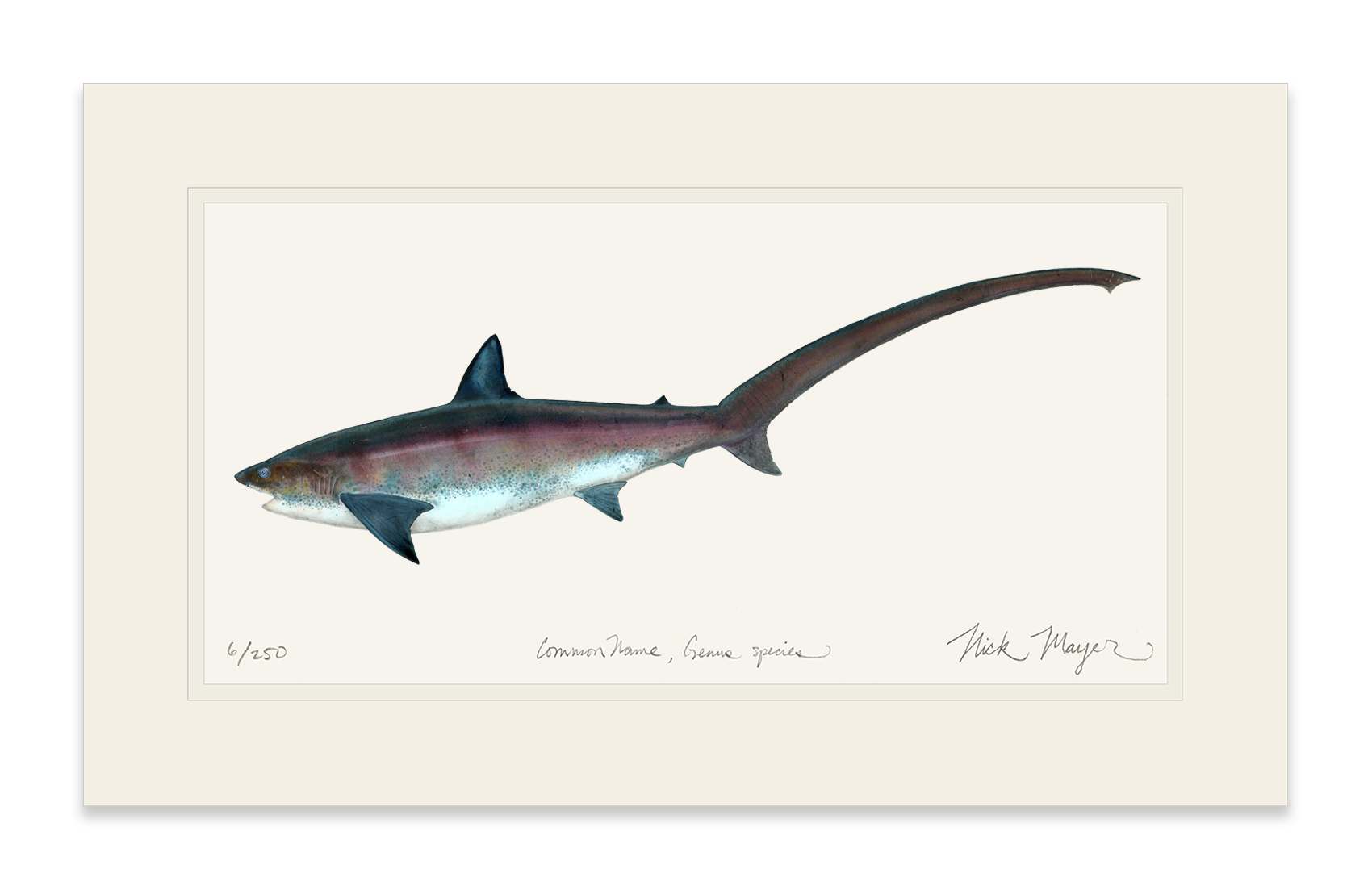 Thresher Shark Print