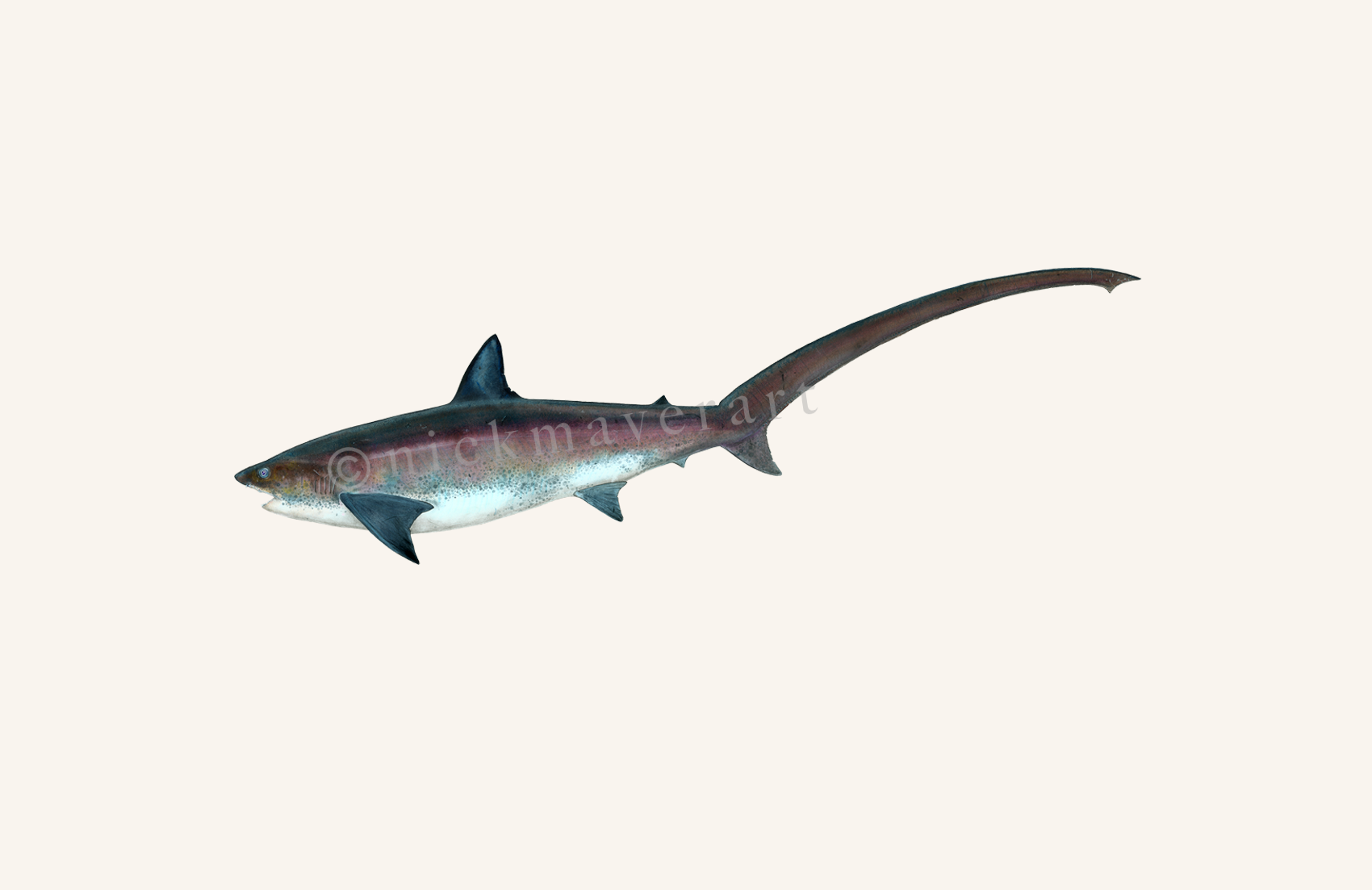 Thresher Shark Print