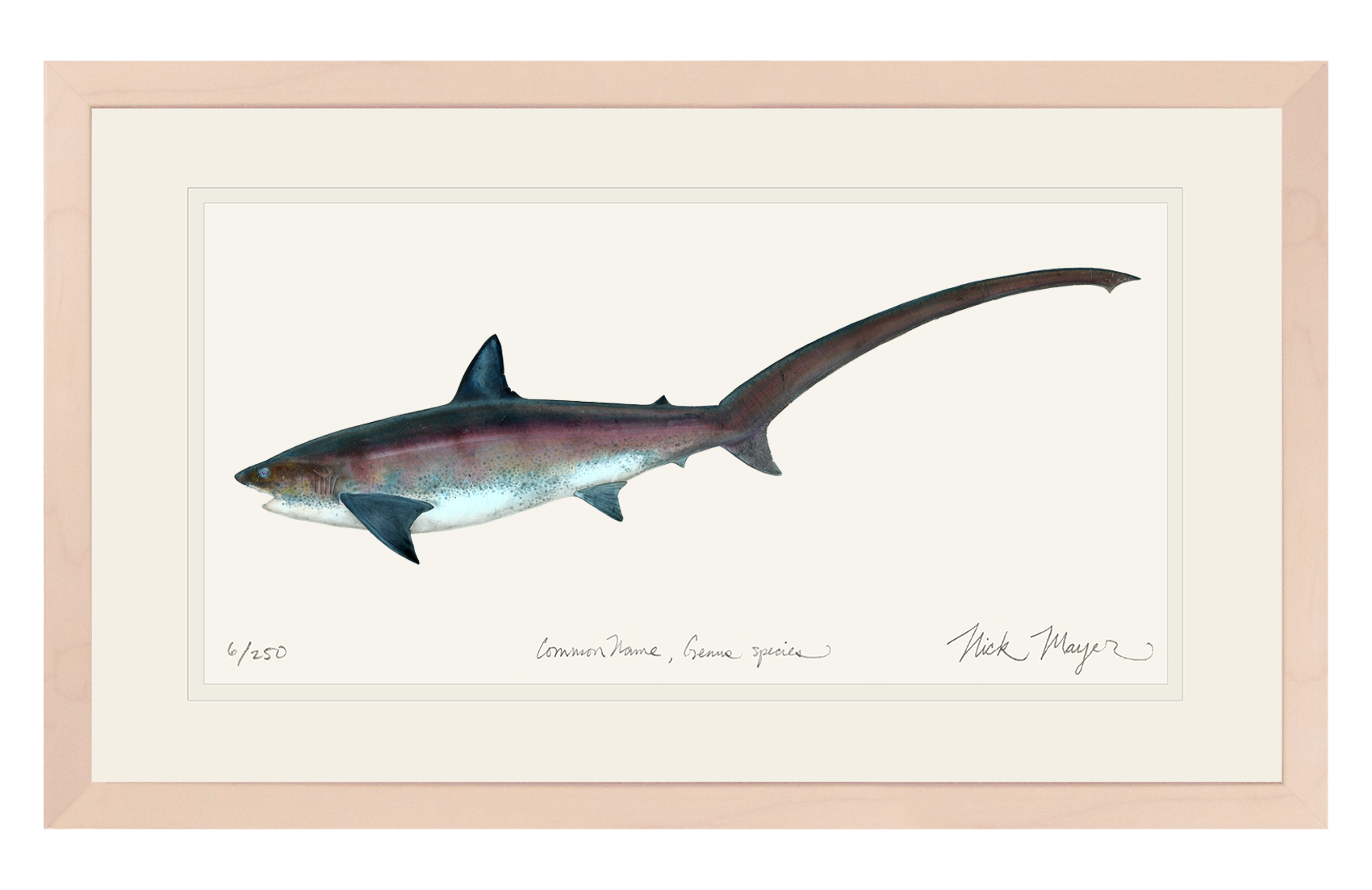 Thresher Shark Print
