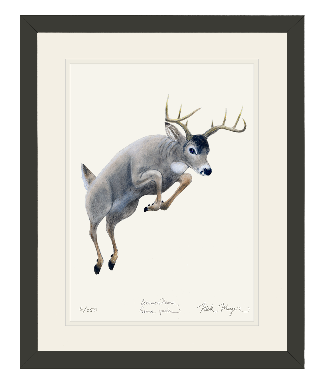 Whitetail Buck Print