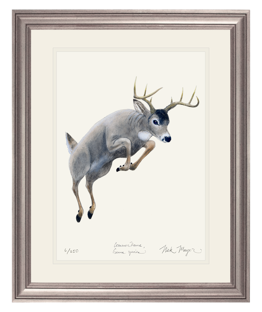 Whitetail Buck Print