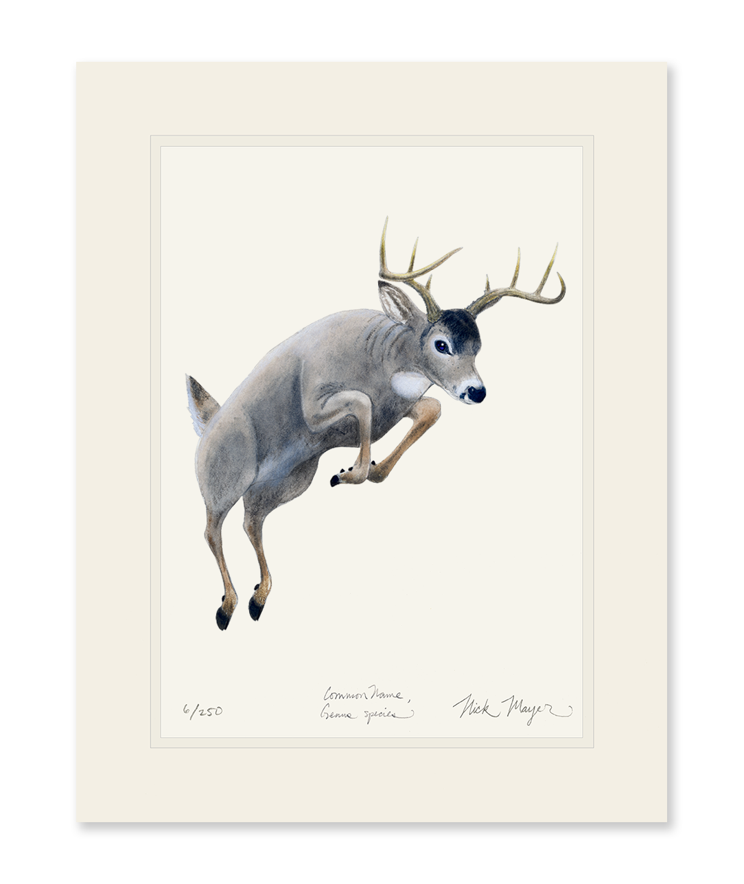 Whitetail Buck Limited Edition Print