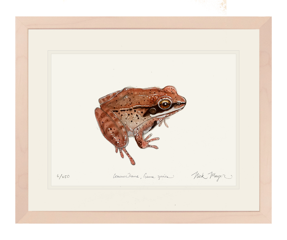 NEW! Wood Frog Original Watercolor Painting