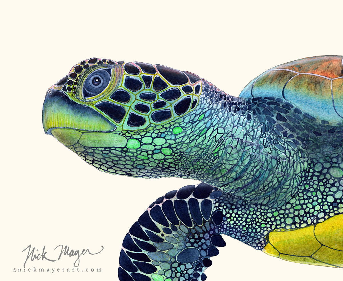 NEW PAINTING: GREEN SEA TURTLE II