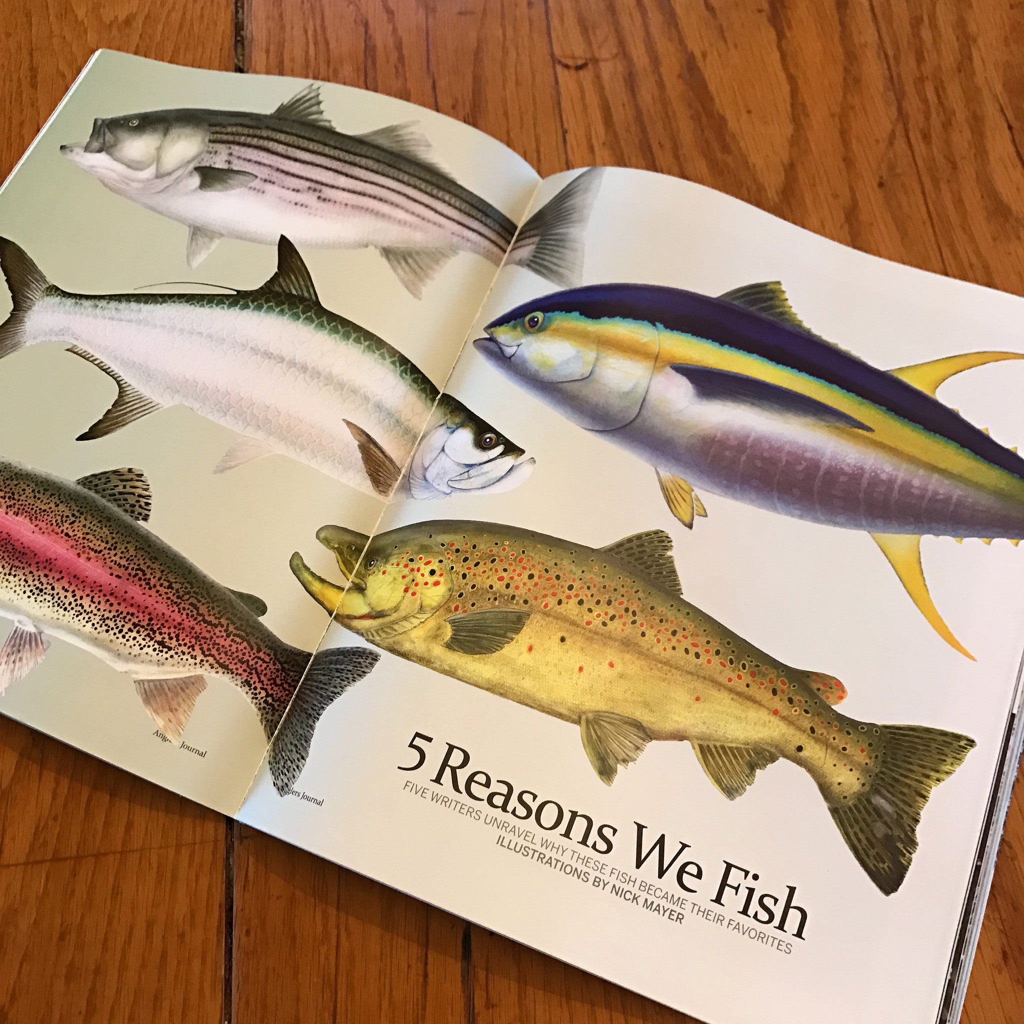 Nice Two Page Spread in Spring Issue of Anglers Journal!