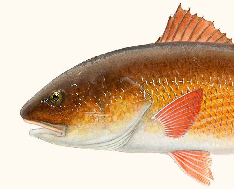 New Redfish Painting Completed!