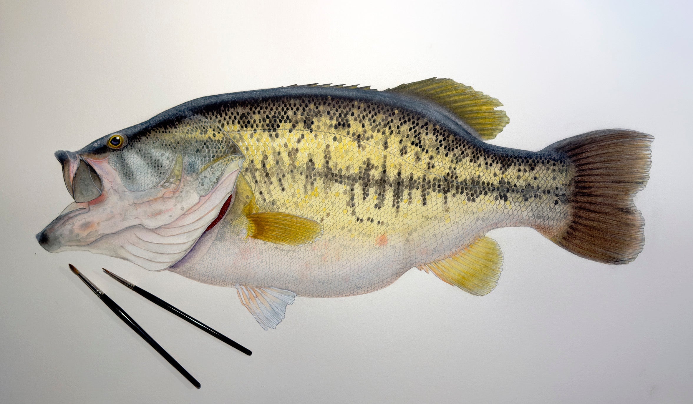NEW PAINTING: SHARELUNKER LARGEMOUTH BASS