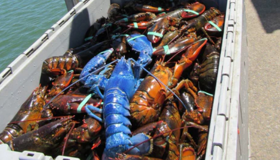 1-in-2 Million Blue Lobster caught off Cape Cod!