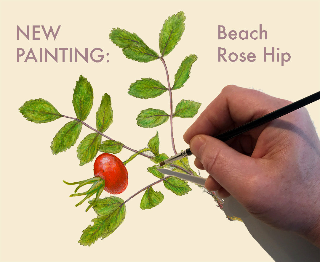 NEW PAINTING: BEACH ROSE HIP