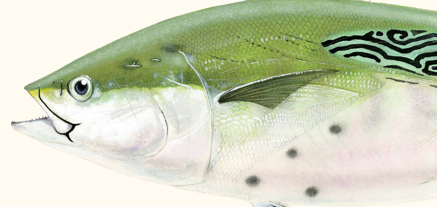 Fish Art Prints