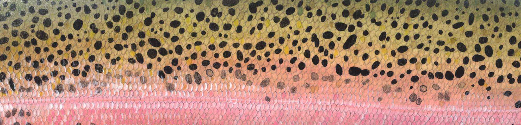 Trout Art Prints