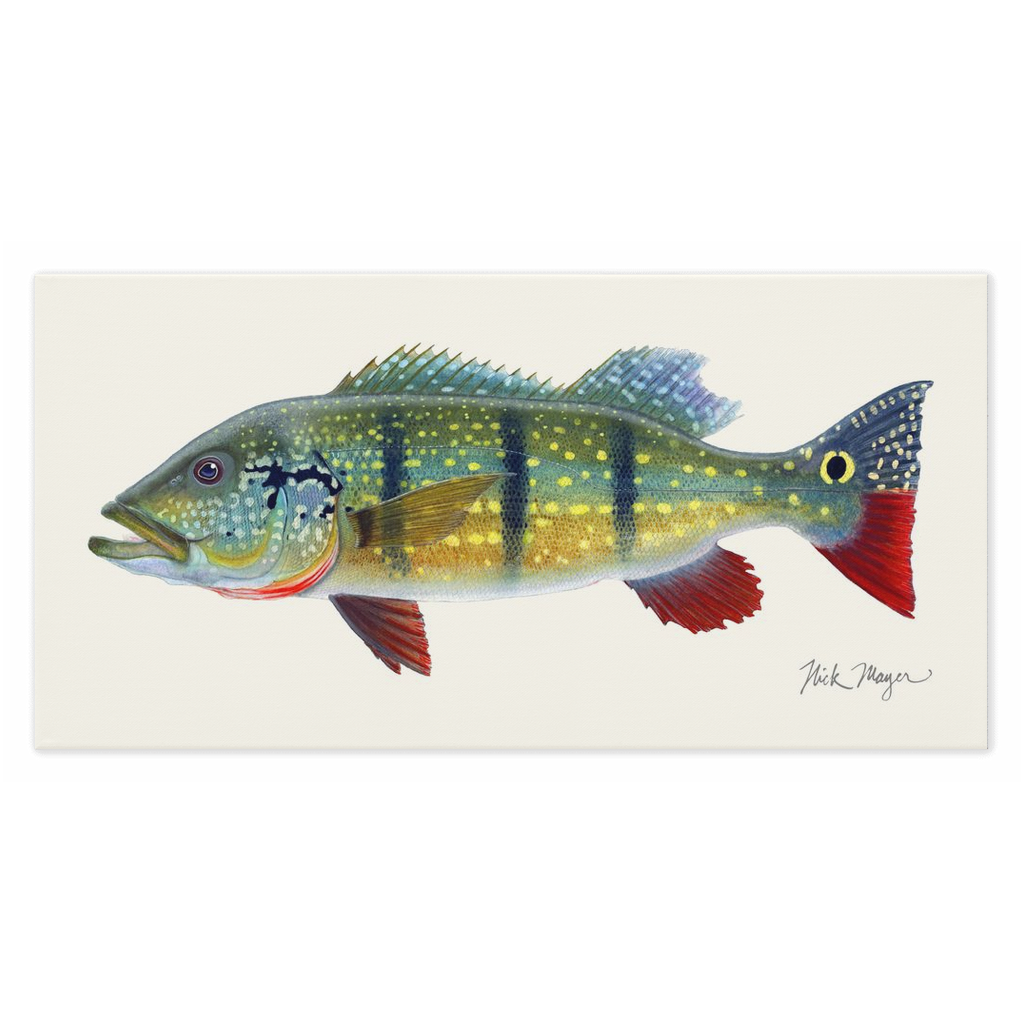 Peacock Bass Canvas Print