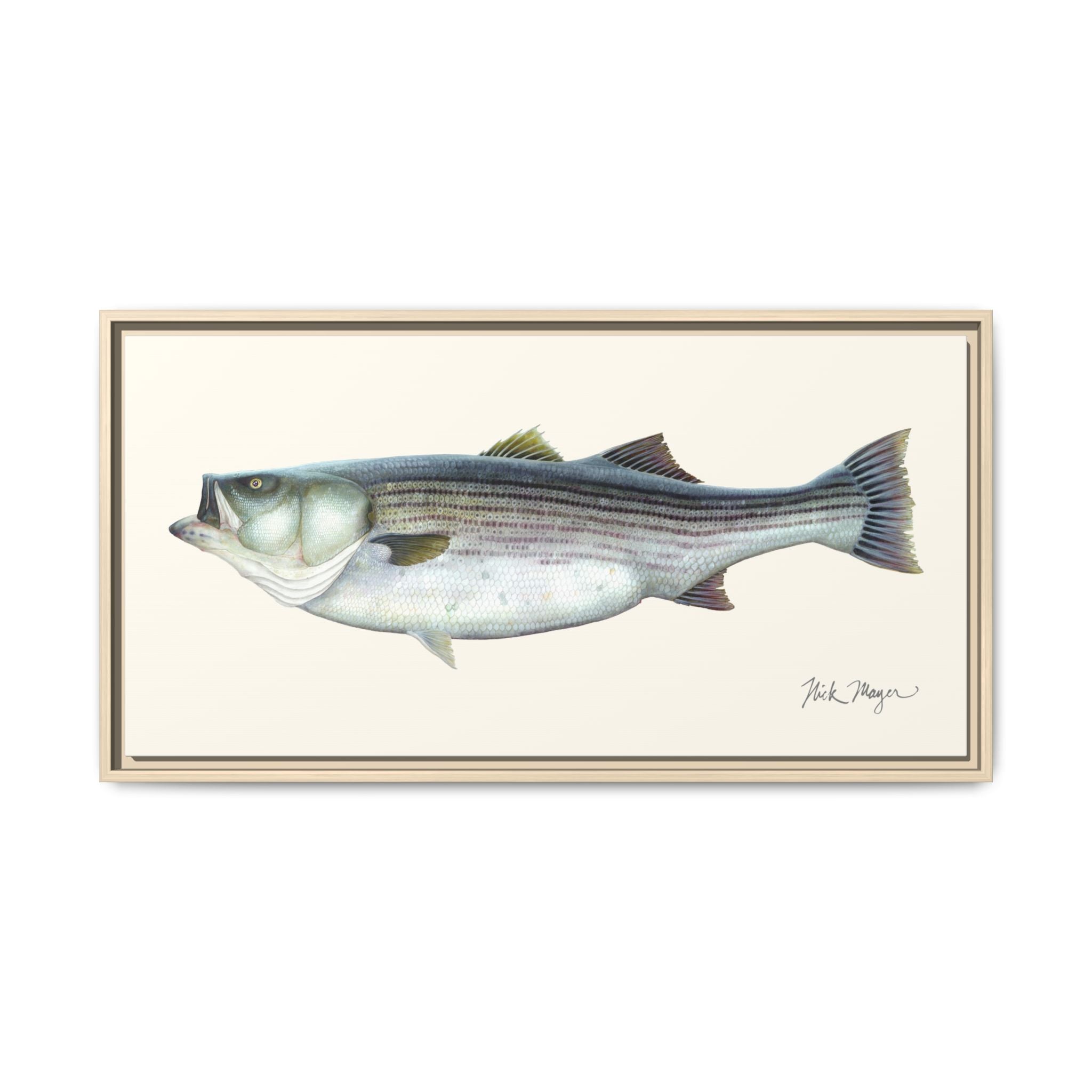 Striped Bass, 60 lbs Framed Canvas Print Printify
