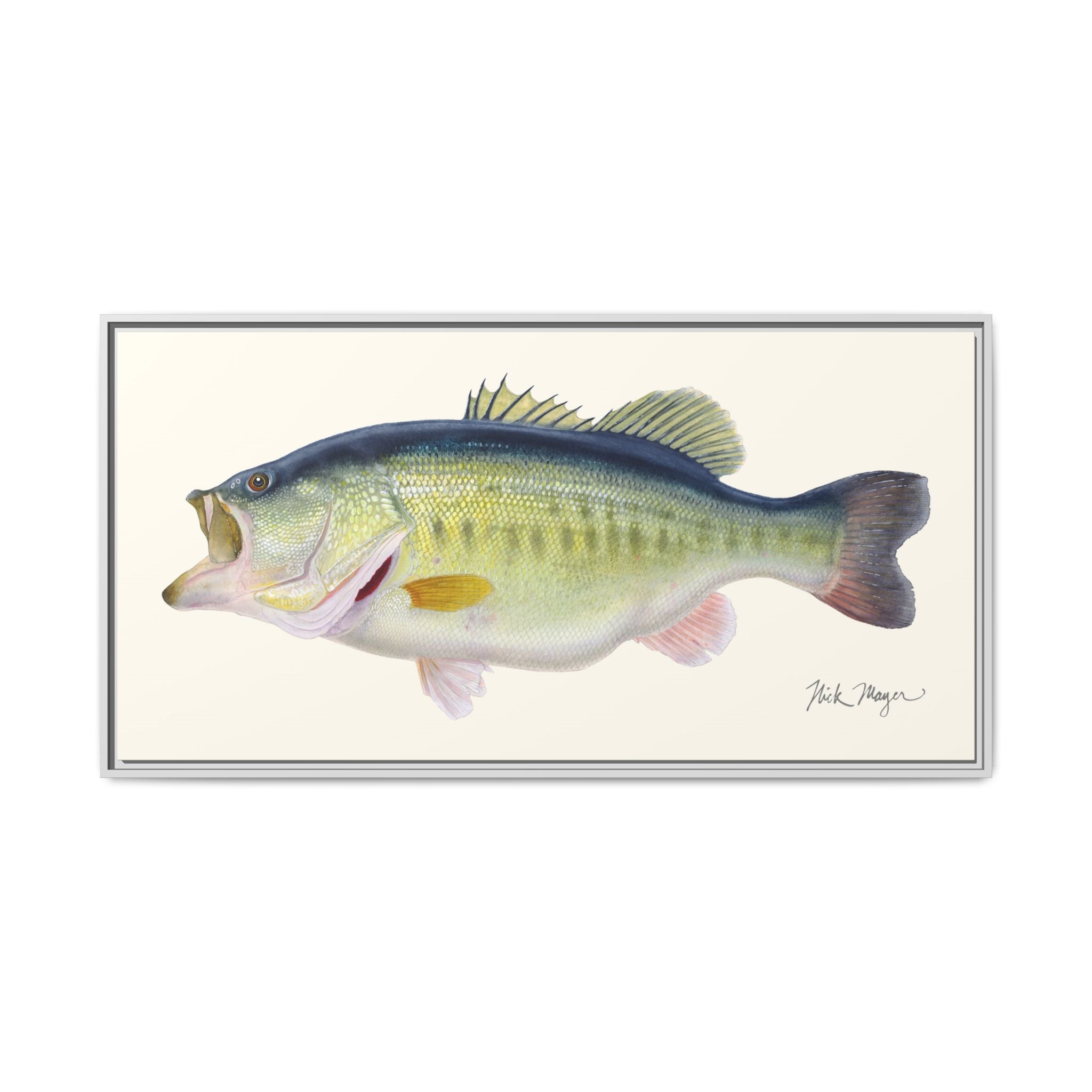 Largemouth Bass 3 Framed Canvas Print Printify