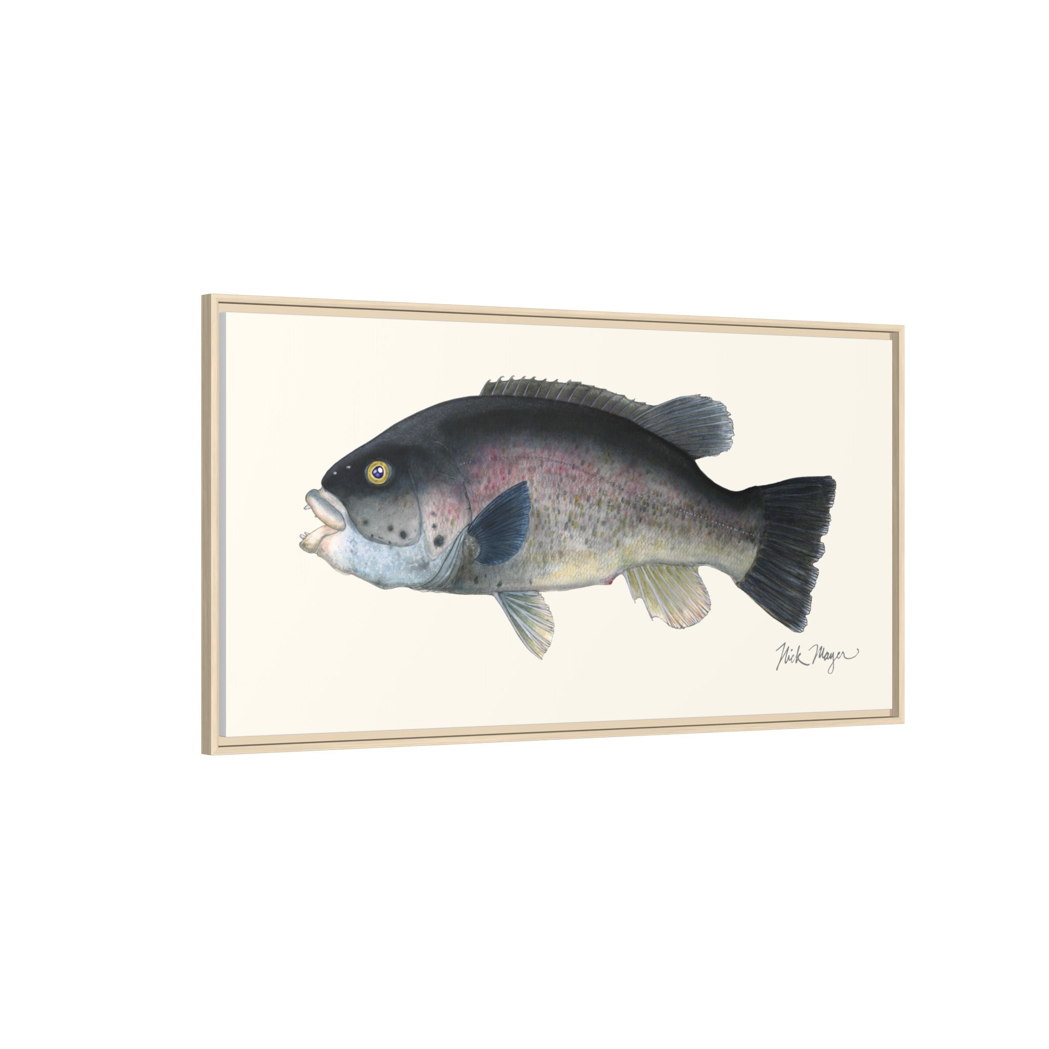 Tautog / Blackfish Framed Canvas Print Printify