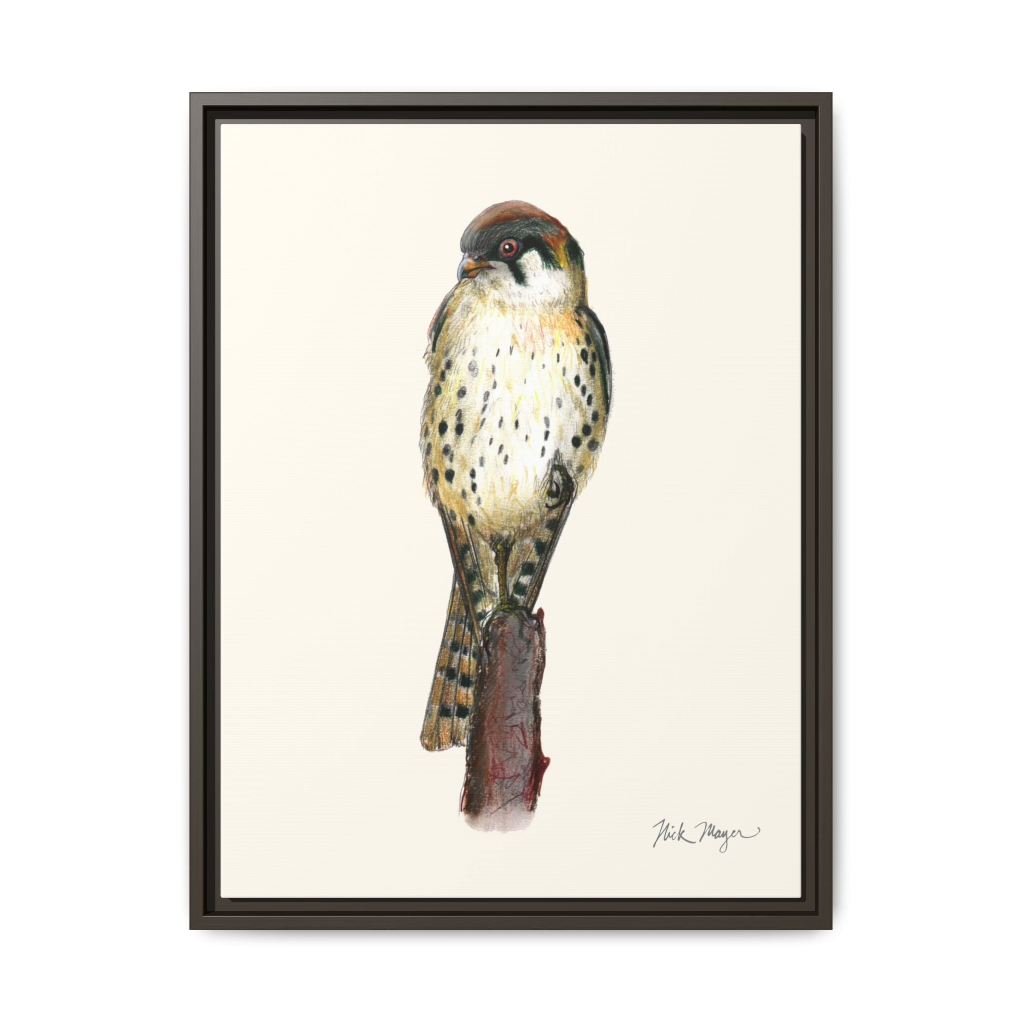 American Kestrel Framed Canvas Print Printify