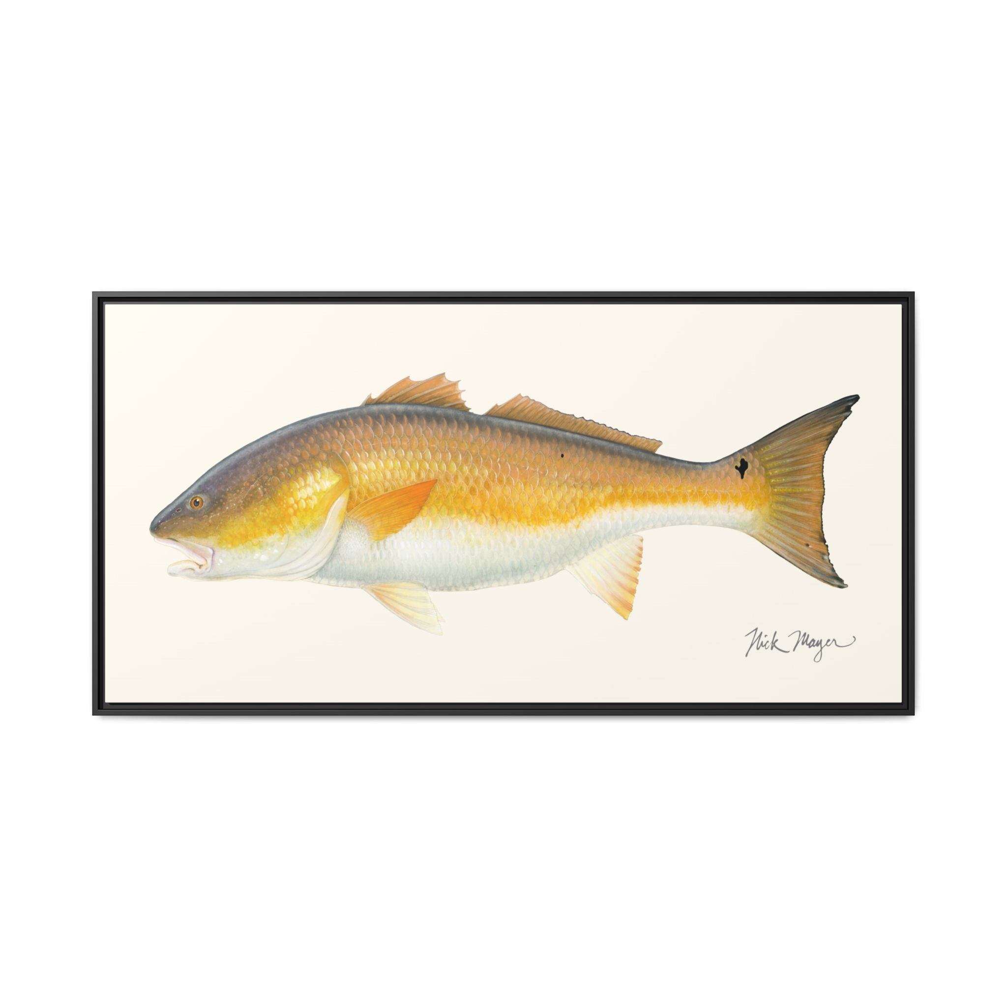 Bull Redfish Framed Canvas Print Printify