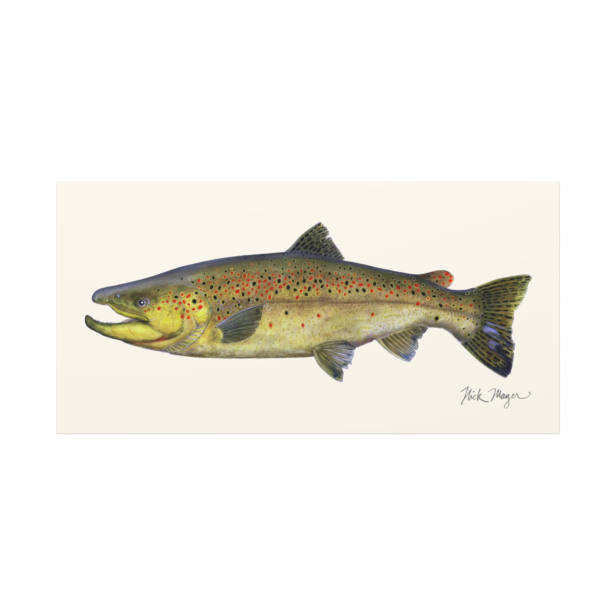 Brown Trout Canvas Print