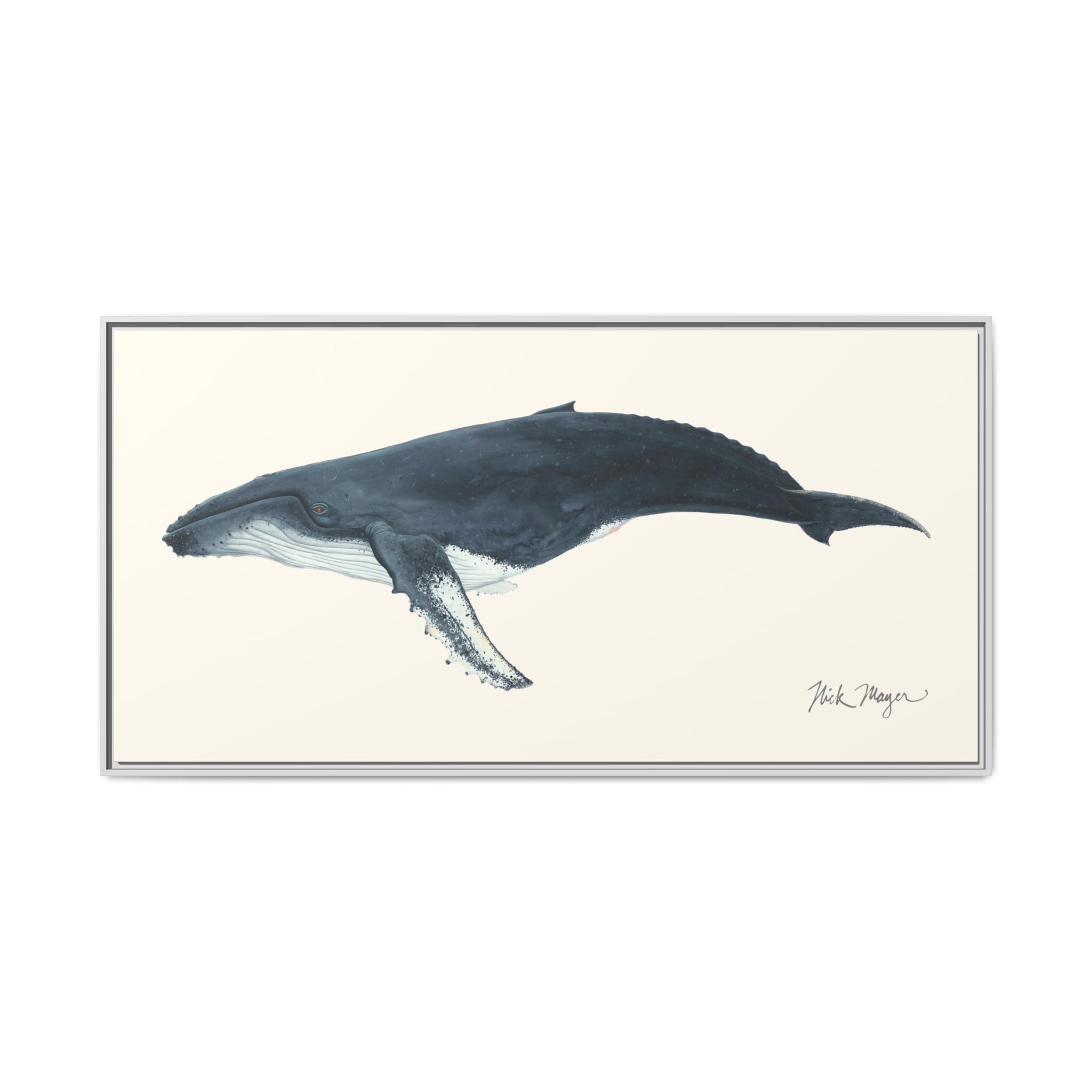 Humpback Whale Framed Canvas Print Printify