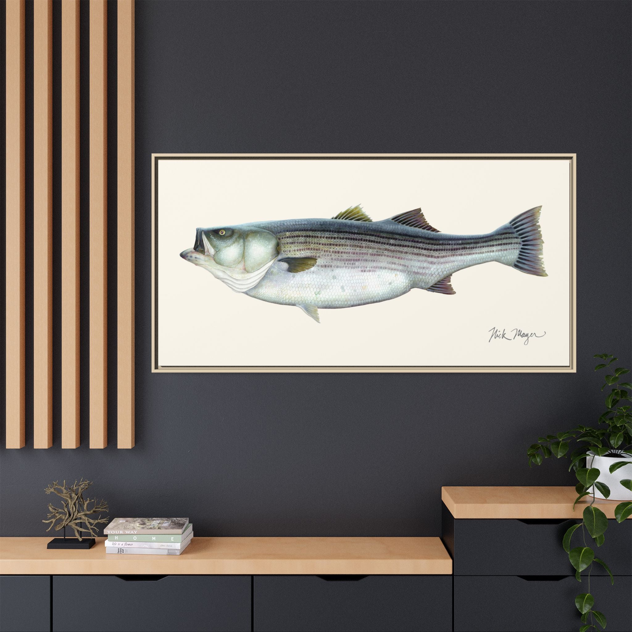 Striped Bass, 60 lbs Framed Canvas Print Printify