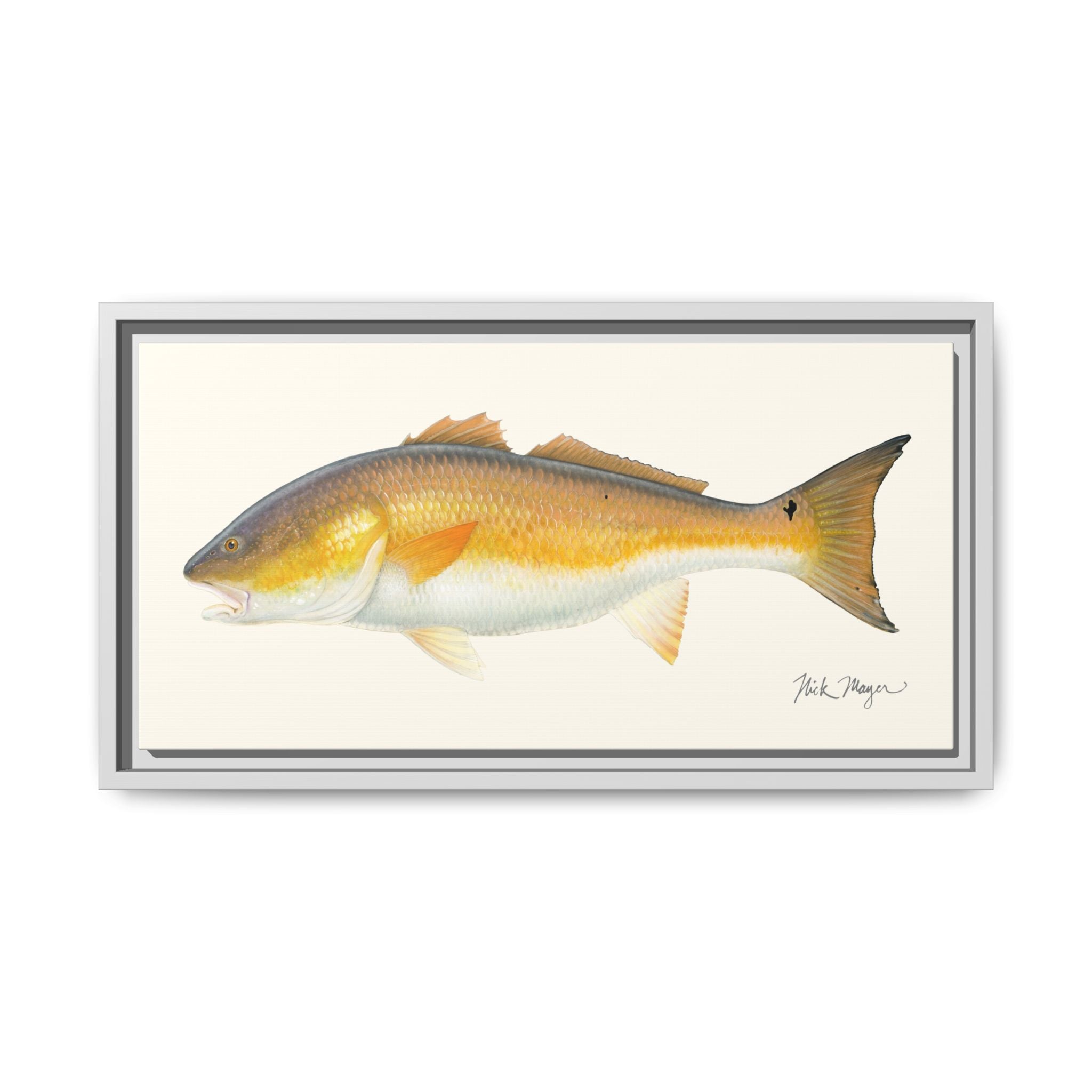 Bull Redfish Framed Canvas Print Printify