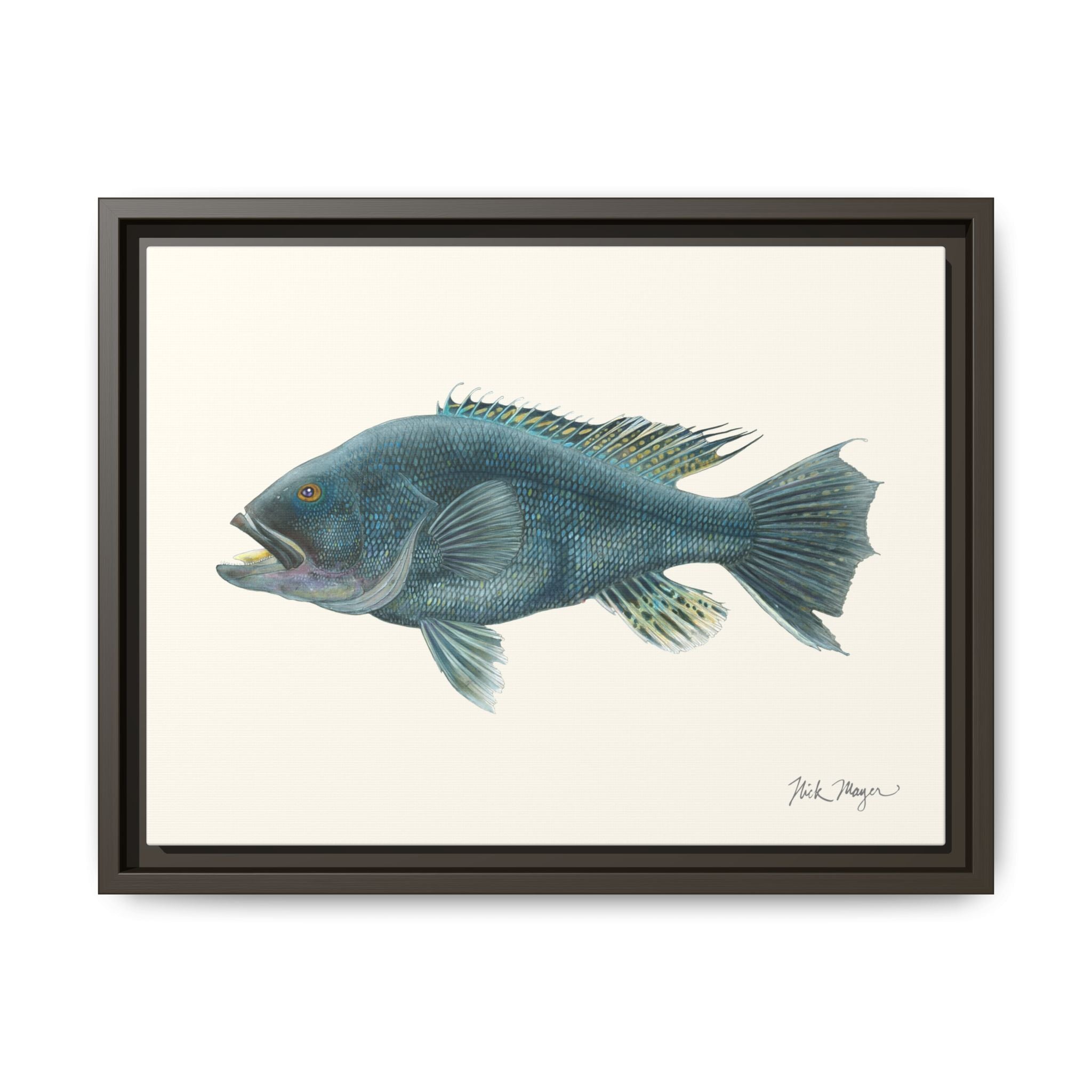 Black Sea Bass Framed Canvas Print Printify