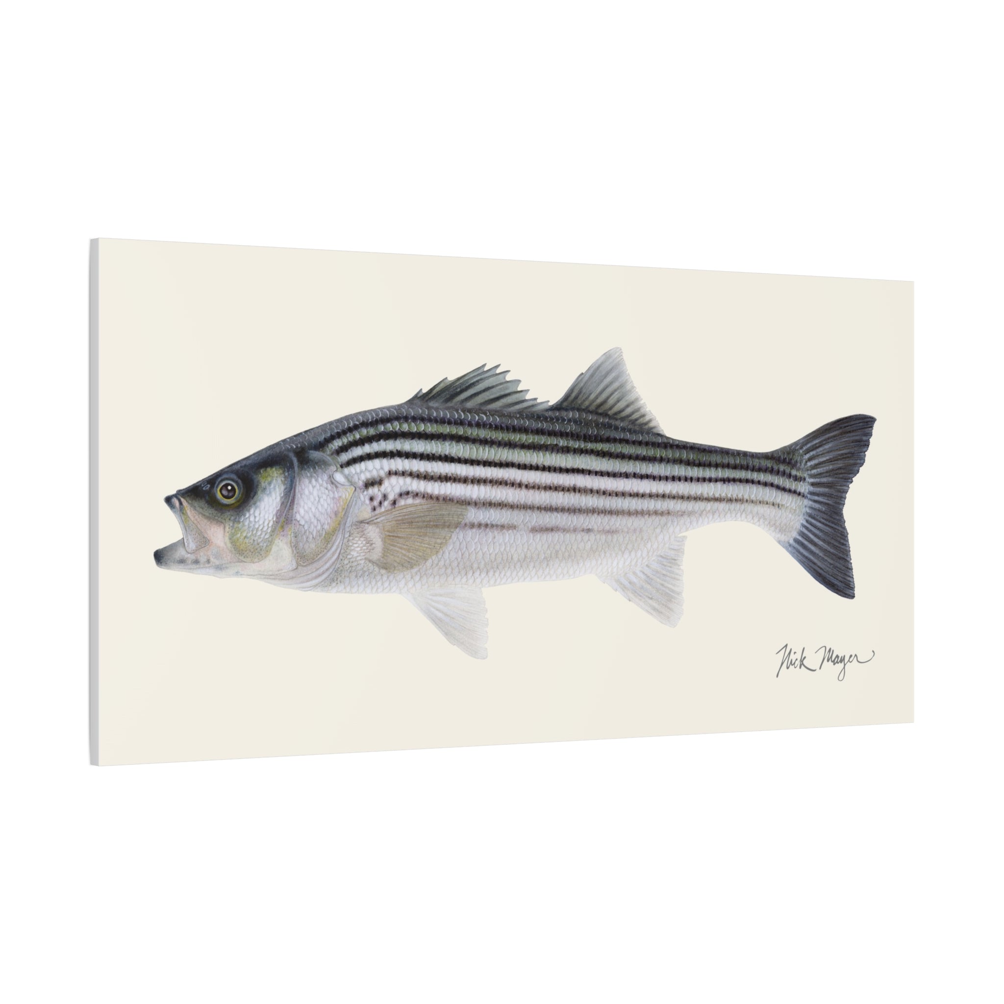 Schoolie Striped Bass Canvas Print