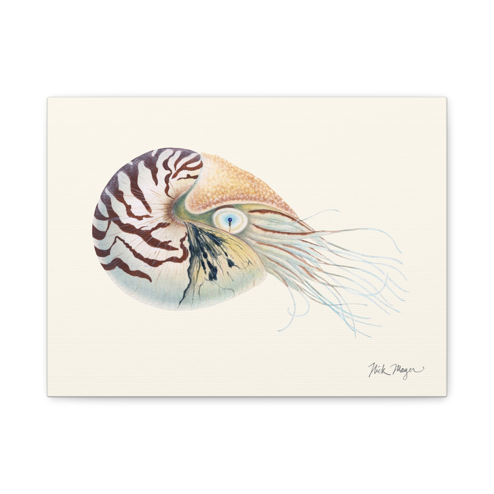Chambered Nautilus Canvas Print